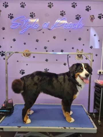 Dog Grooming